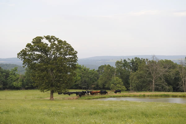 Pasture scene