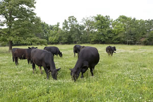 Cows